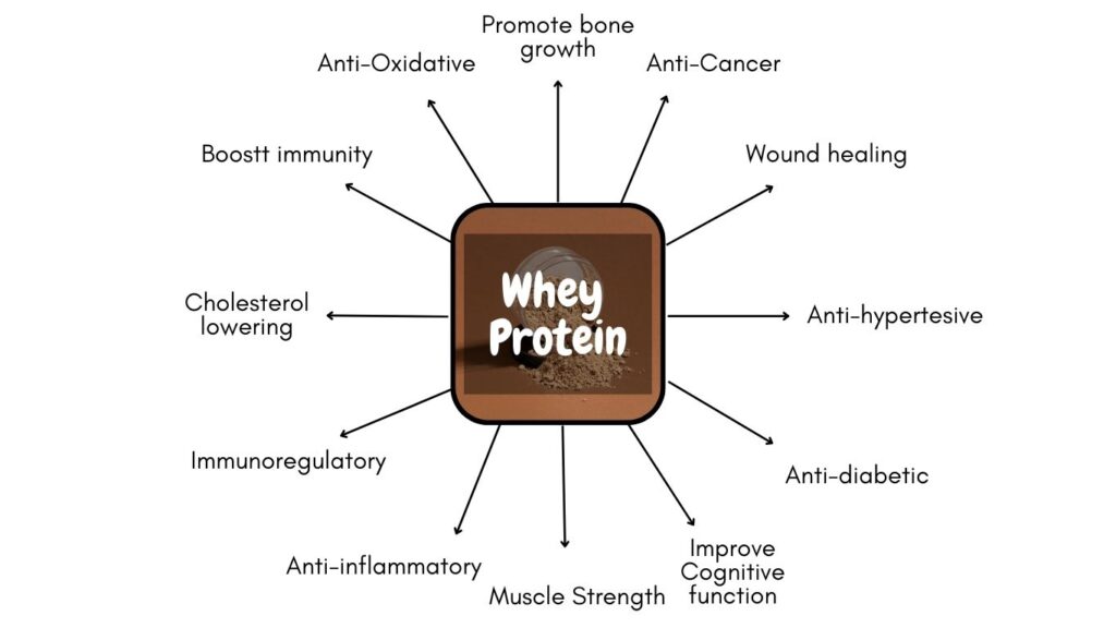 whey protein boost immune system